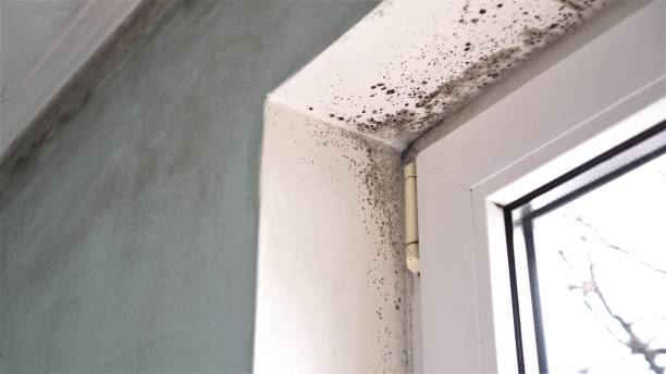 Best Mold Odor Removal Services  in Tavares, FL