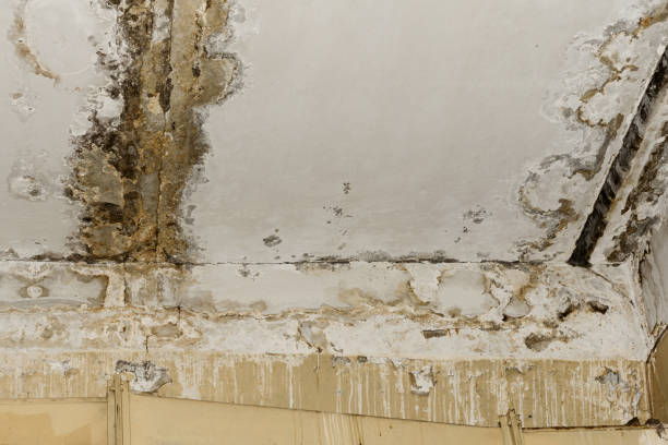 Best Mold Damage Restoration  in Tavares, FL